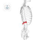 The lumbar spinal canal