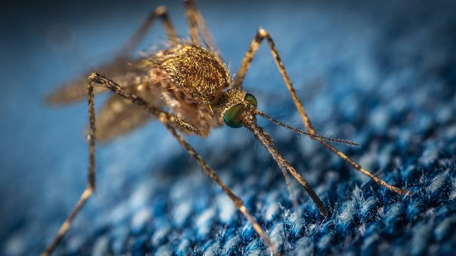 El Dengue y otras Enfermedades Infecciosas transmitidas por mosquitos