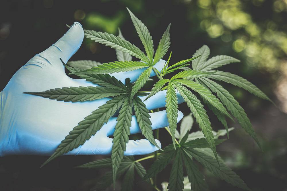 Más allá del estigma: Cannabis Medicinal en el área de la Ginecología