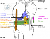 ligamento-cruzado-anterior