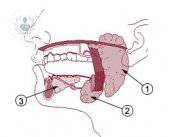 Glándula parótida: ¿qué enfermedades puede padecer y cómo tratarlas?