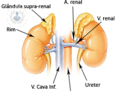 glandula-suprarrenal