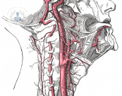 arteria-carotida