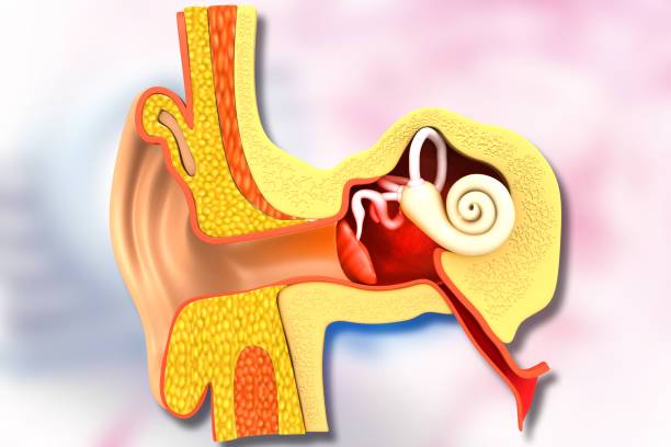 enfrentando-el-neurinoma-del-acustico-con-un-enfoque-multidisciplinario imagen de artículo