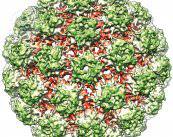 virus-papiloma-humano