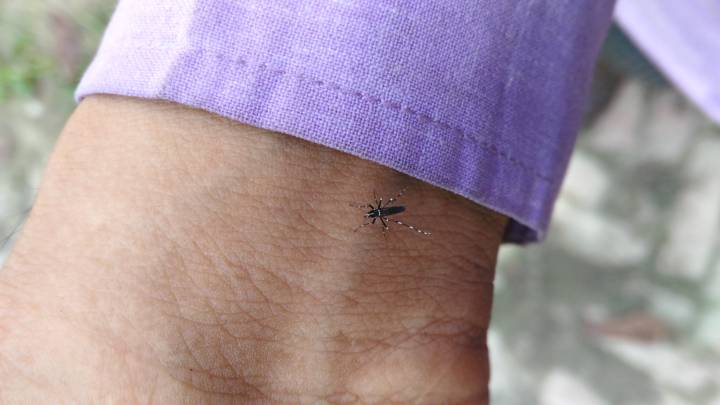 enfermedad-chagas-como-reconocer-tratar-tiempo-enfermedad-tropical-afecta-millones imagen de artículo