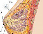 Mastopexia: recupera la forma de tus pechos