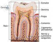endodoncia-asi-es-la-intervencion