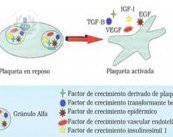 factores-de-crecimiento