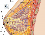 implantes-seno