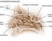 ¿Cómo corregir la perforación del tabique nasal?