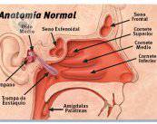 anatomia-nariz