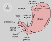 partes-del-estomago