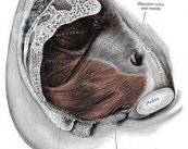 suelo-pelvico