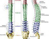 partes-de-la-columna
