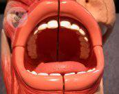 Cuatro puntos clave de la endodoncia