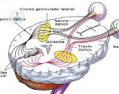 Utilidad de la Neurofisiología en el diagnóstico de patologías oftalmológicas