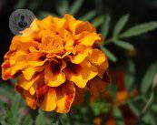calendula