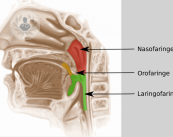 partes-del-cuello