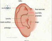 oreja