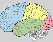 partes-cerebro
