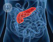 pancreas