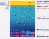 estructura-pelicula-lagrimal