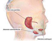 glandulas-salivales-1