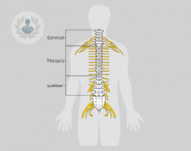 imagen-medula-espinal