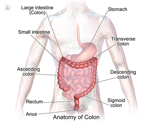 anatomia-del-colon