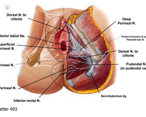 zonas-neuralgia-pudenda