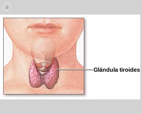 glandula-tiroidea