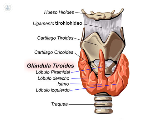 anatomia-de-la-tiroides