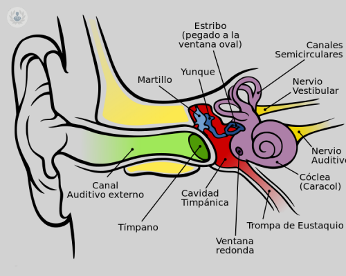 estructura-del-oido