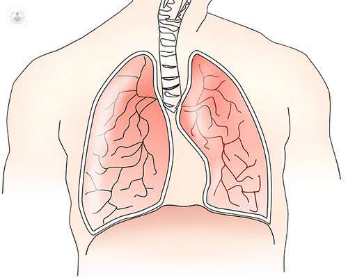 pulmones