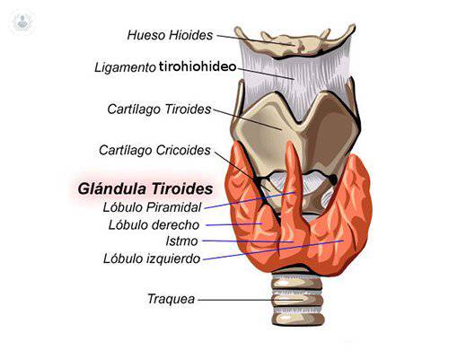 Tipos de patologías tiroideas