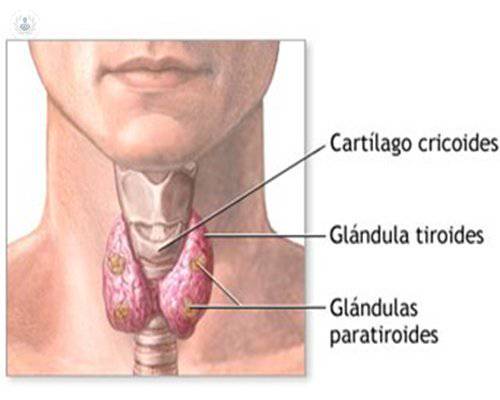 Anatomía y fisiología de la tiroides