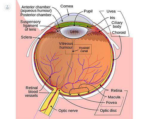 Pasado, presente y futuro de las patologías de la retina