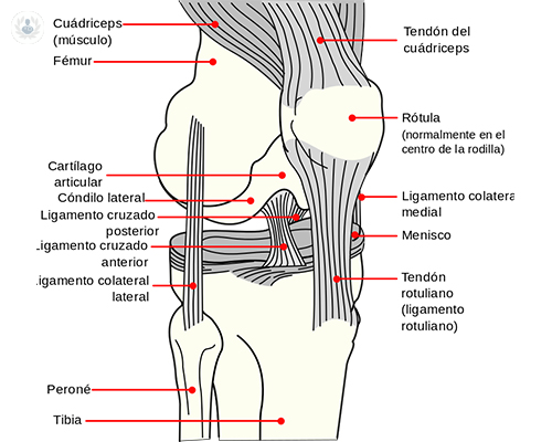 ligamento-cruzado-anterior