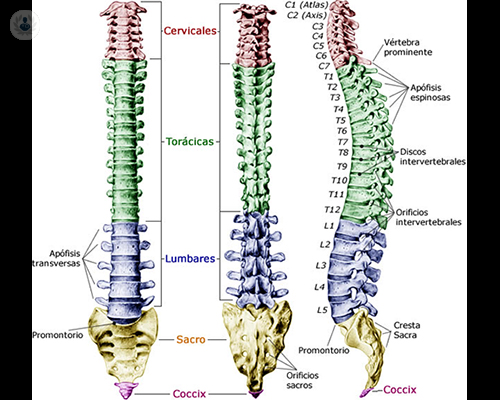 columna-vertebral