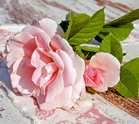 rosa-florecida