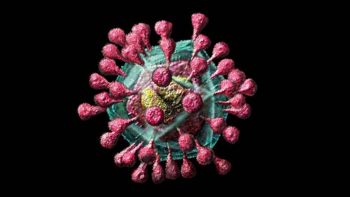 de-animales-humanos-que-tipos-de-coronavirus-existen imagen de artículo
