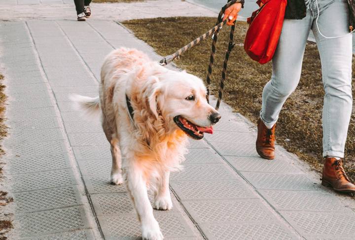 recomendaciones-para-cuidar-a-las-mascotas imagen de artículo