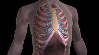 malformacion-de-la-pared-toracica-pectus-carinatum imagen de artículo