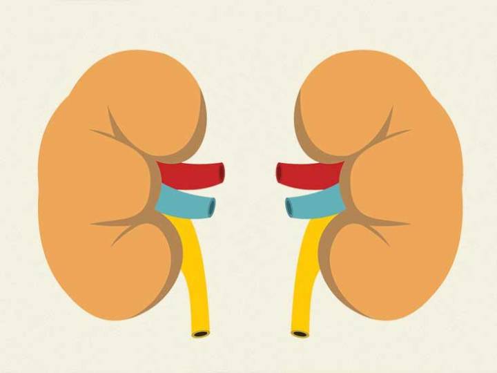 dia-mundial-del-rinon imagen de artículo