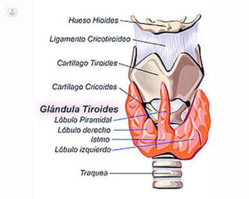 cirugia-glandula-tiroidea