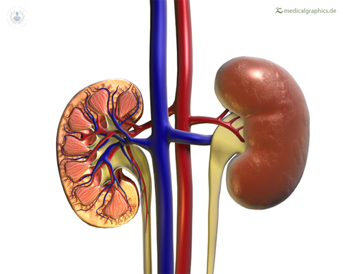 cancer-de-rinon-sintomas-y-tratamiento imagen de artículo